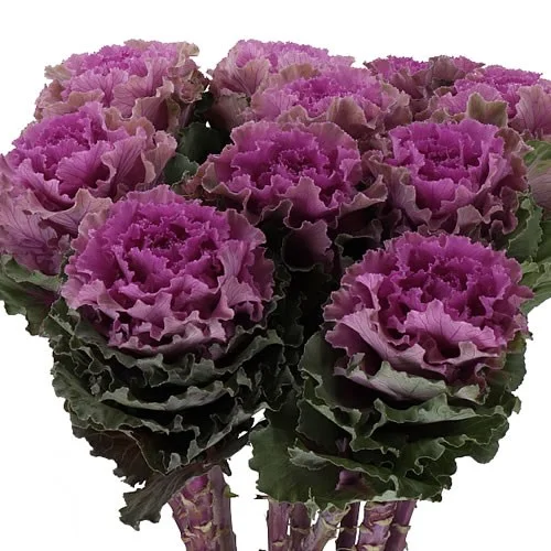Brassica Empire Boika