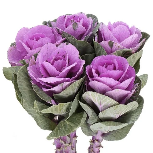 Brassica Empire Olga Pink
