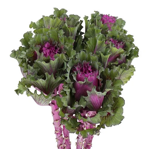 Brassica First Lady