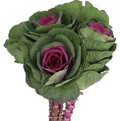 Brassica Red Crane