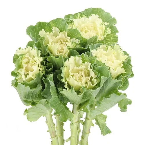 Brassica Ruffle White