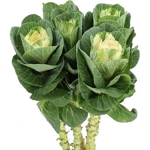 Brassica White Crane