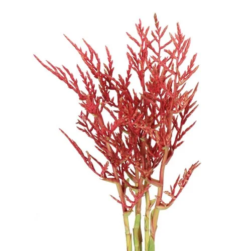Bromelia Guzmania