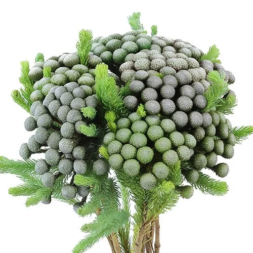 Brunia Albiflora