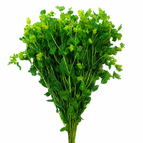Bupleurum