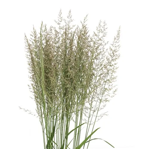 Calamagrostis