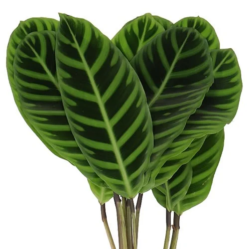 Calathea Zebrína