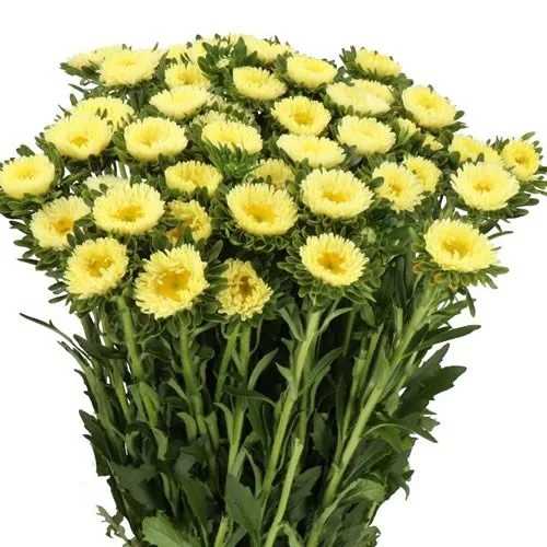 Callistephus Matsumoto Yellow