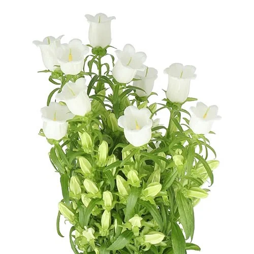 Campanula Lampion White
