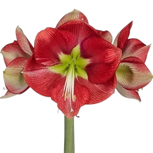 Amaryllis