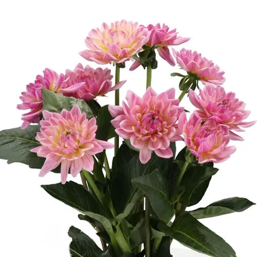 Dahlias
