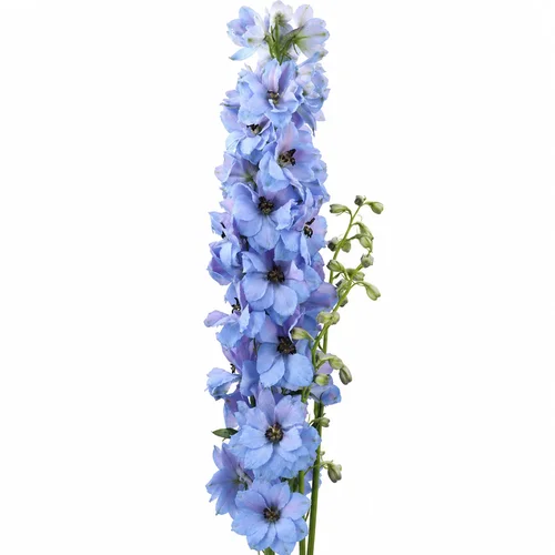 Delphiniums