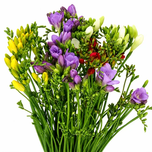 Frésias