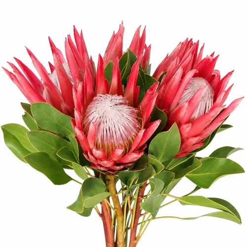 Proteas