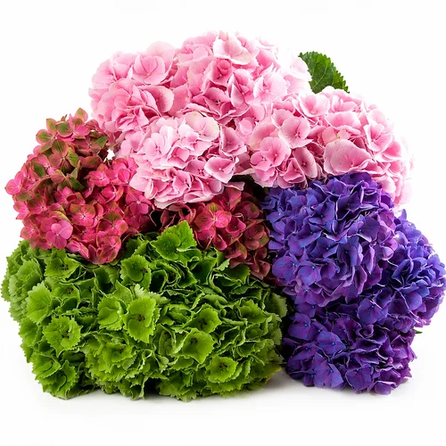 Hydrangeas