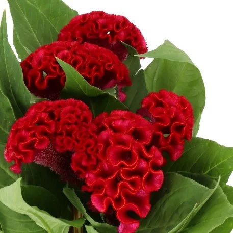 Celósia Dara no Catálogo de Flores da Florália