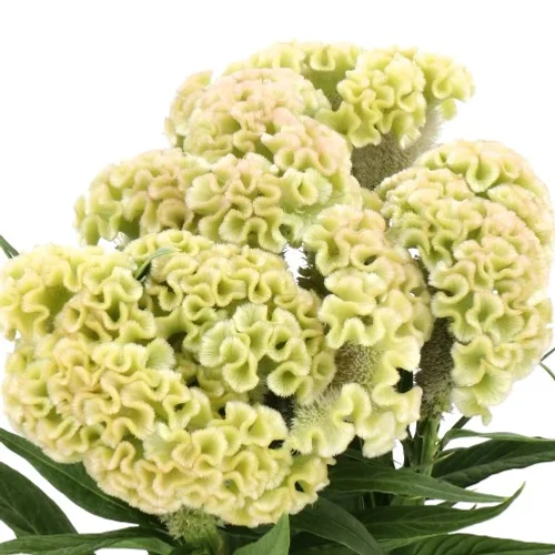 Celosia Frozen