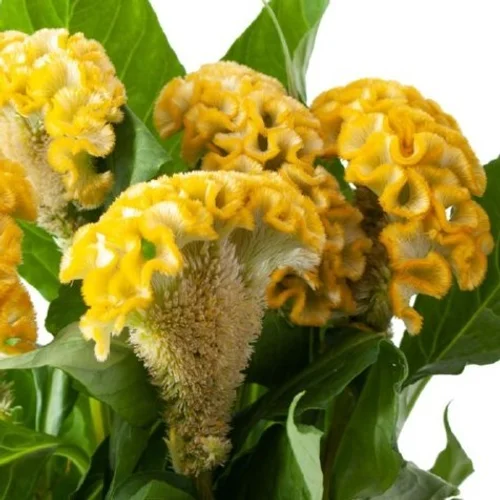 Celosia Inca