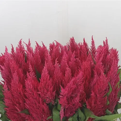 Celosia Kim Pink