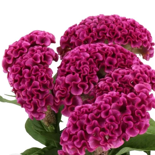 Celosia Lavly