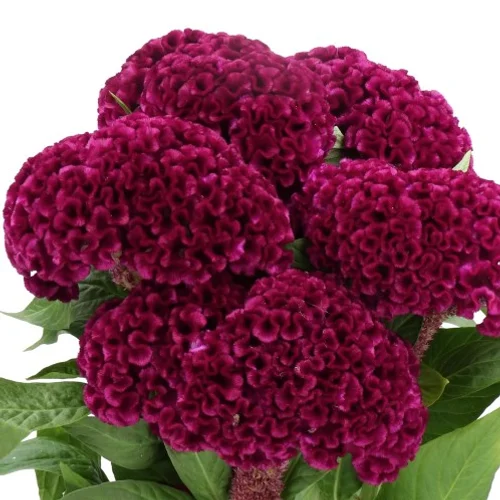 Celosia Mystic