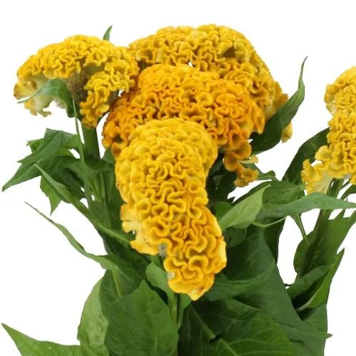 Celosia Reprise Gold