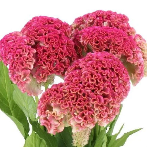 Celosia Reprise Rose