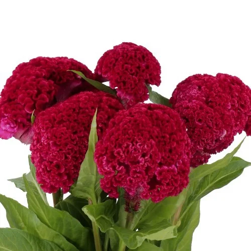 Celosia Reprise Velvet