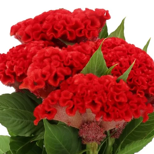 Celosia Smashing