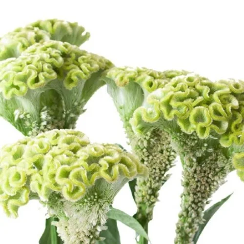 Celosia Verda
