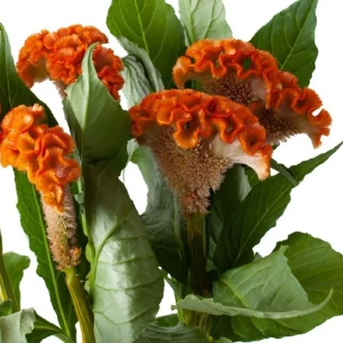 Celosia Zara
