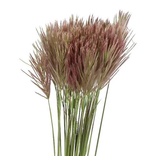 Chloris