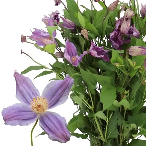 Clematis Amazing Geneva