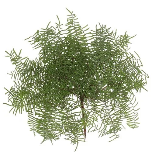Coral Fern