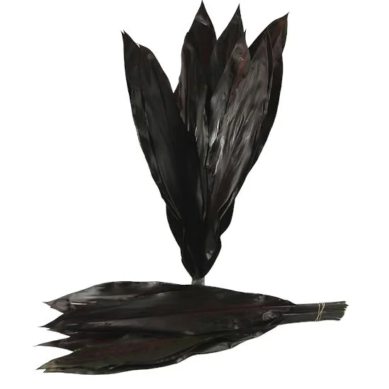 Cordyline Black Tie