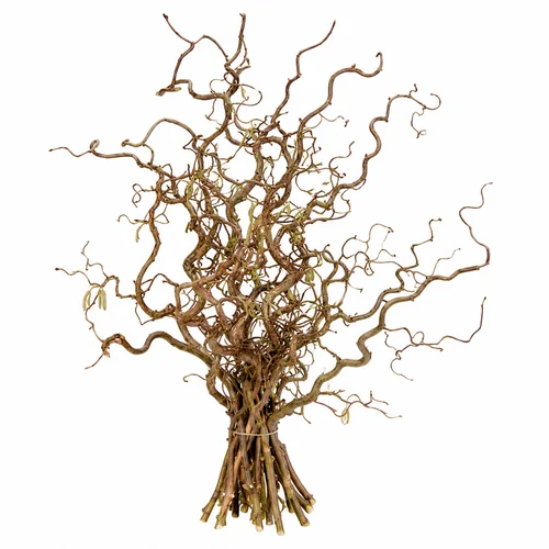 Corylus