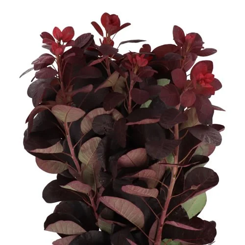 Cotinus Royal Purple