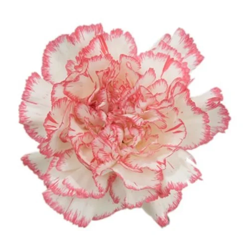 Cravo Bacarat Pink