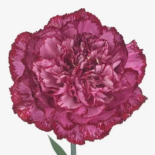 Cravo Bacarat Purple