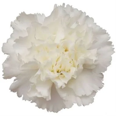 Cravo Bridal White no Catálogo de Flores da Florália