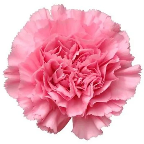 Cravo Bubblegum Pink