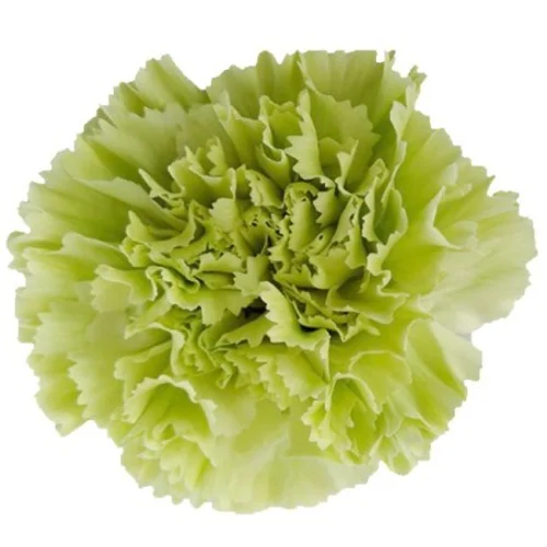 Cravo Green