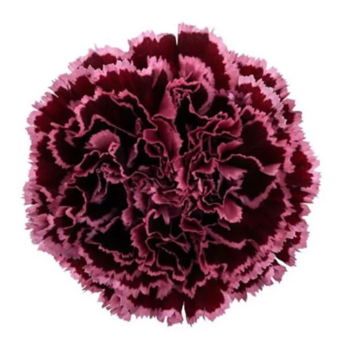 Cravo Nobbio Burgundy