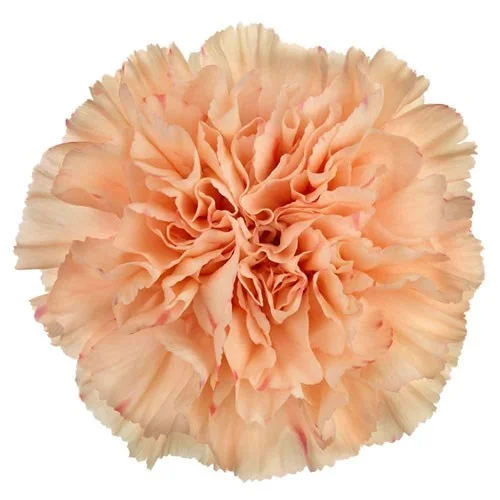 Cravo Peach Wonder