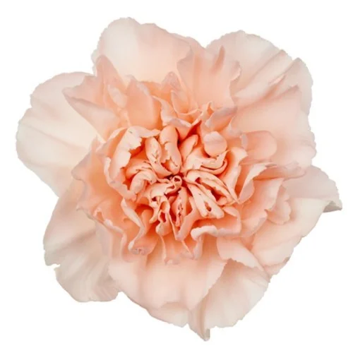 Cravo Peach