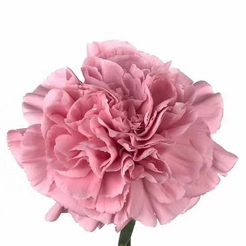 Cravo Pink Montezuma