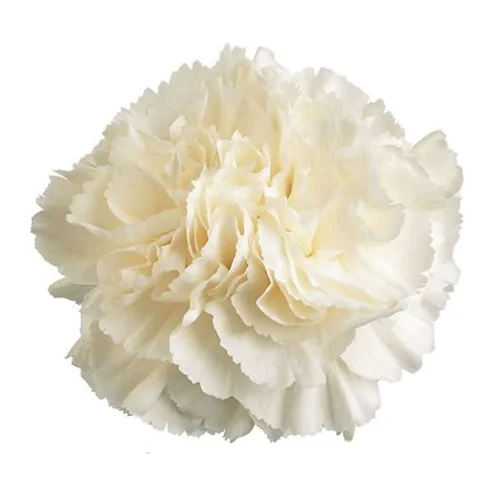 Cravo White Liberty