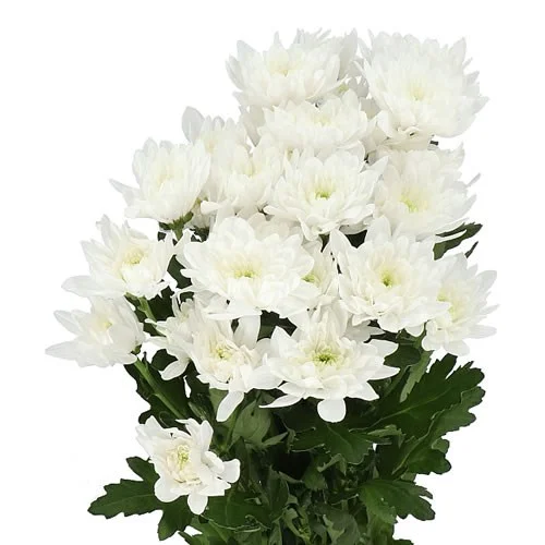 Crisântemo Baltica com flores brancas em haste ramificada