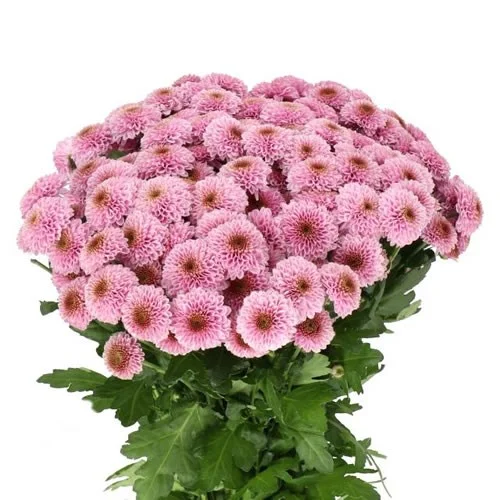 Crisântemo Santini Doria Pink