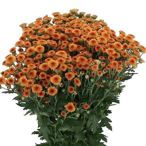 Crisântemo Santini Madiba Orange